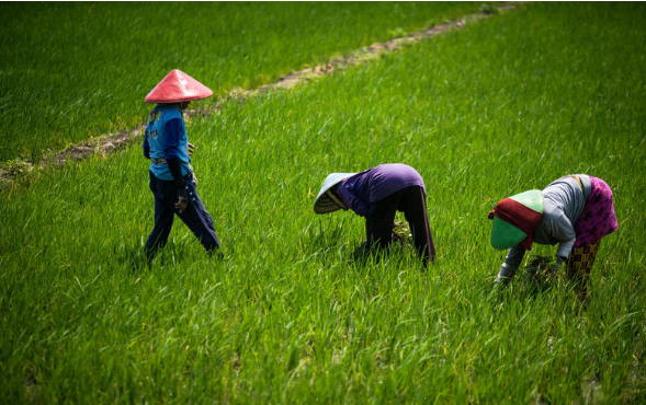 Analisis Rantai Nilai Kelapa untuk Pengembangan Unit Usaha Masyarakat